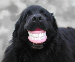 dog with dentures